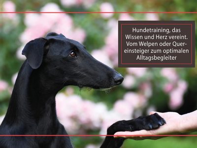 Windhunde erziehen – Ein praktischer Leitfaden für eine harmonische Bindung